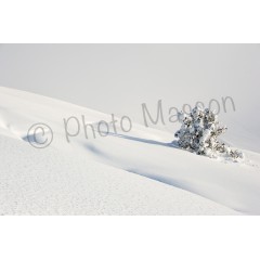 Sapin sous la neige